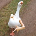Duc_of_Spades's Avatar'