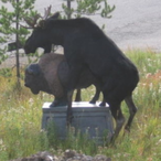 TT cvxru0x's Avatar'