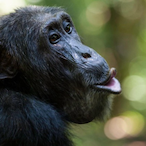 MoNkEy_LaChS's Avatar'