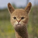 CrazyCat._'s Avatar'