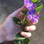 x_Athenaaa_x's Avatar'