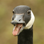 AlphaGoose__'s Avatar'