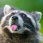 Raccon_Master's Avatar'