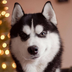 Mr-_Husky's Avatar'
