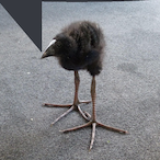 LaidOut.'s Avatar'