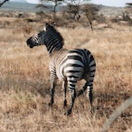 NKgersUseXiM's Avatar'