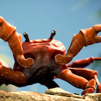 H0lycrab-_'s Avatar'