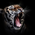Mads_KSs's Avatar'