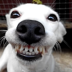 smilingDog's Avatar'