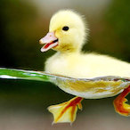 LilQuakGoesDuck's Avatar'