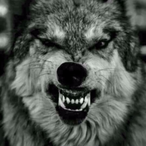 VvolfyBeoulve's Avatar'