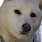 Kara_P's Avatar'