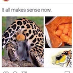 BDNbigbird's Avatar'