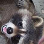 AFriendlyRacoon's Avatar'
