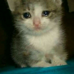 Mrgamer1024's Avatar