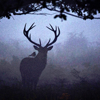 EnforcerMI6's Avatar