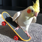 EoPerri_'s Avatar'