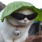 pak_v1.0's Avatar'