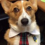 TheFormalCorgi's Avatar'
