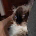 WorkForAmmo's Avatar'