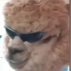Rainude's Avatar'