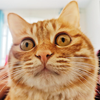 fluffyorangecat's Avatar'