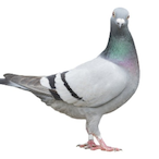 tallpigeon's Avatar'