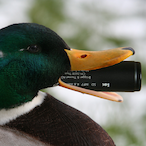Depressedduck's Avatar'
