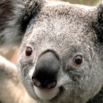 Moooooooo00's Avatar'