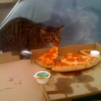 PizzaCat__'s Avatar'