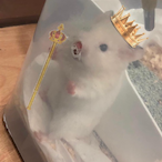 Papicontexto's Avatar'