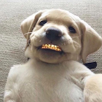 VampirAmon's Avatar'