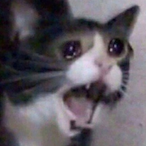 MissAllieBABA's Avatar'