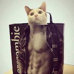 Catster's Avatar'