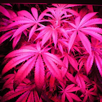 Swungbygeorgepig's Avatar'