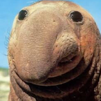 WeetBix12312's Avatar'