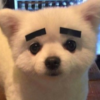 IilIli-_-lllili's Avatar'