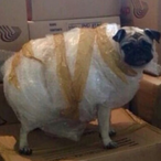 Classy_Cake's Avatar'