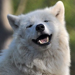 UnchartedWolf74's Avatar'