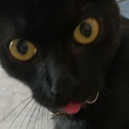 FiatUno1.4's Avatar'