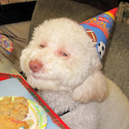 BirthdayDog's Avatar'