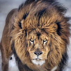 PremierMovement's Avatar'