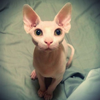 js saku's Avatar'