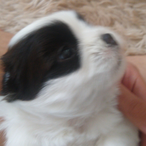 NotPinha's Avatar'