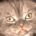 Turhab_Zenekes's Avatar'