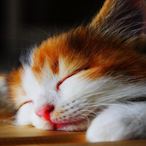 MrMeowMeow.-.'s Avatar'