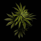 HAZELINGER-_-'s Avatar'