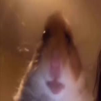 ShawnyBawny_'s Avatar'