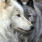 KMK.WingMan772's Avatar