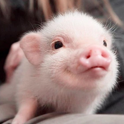 PigPigKen-_-